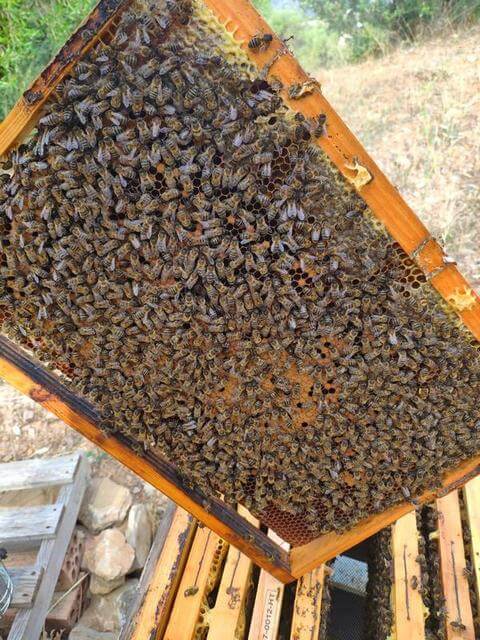 cuadro de abejas
